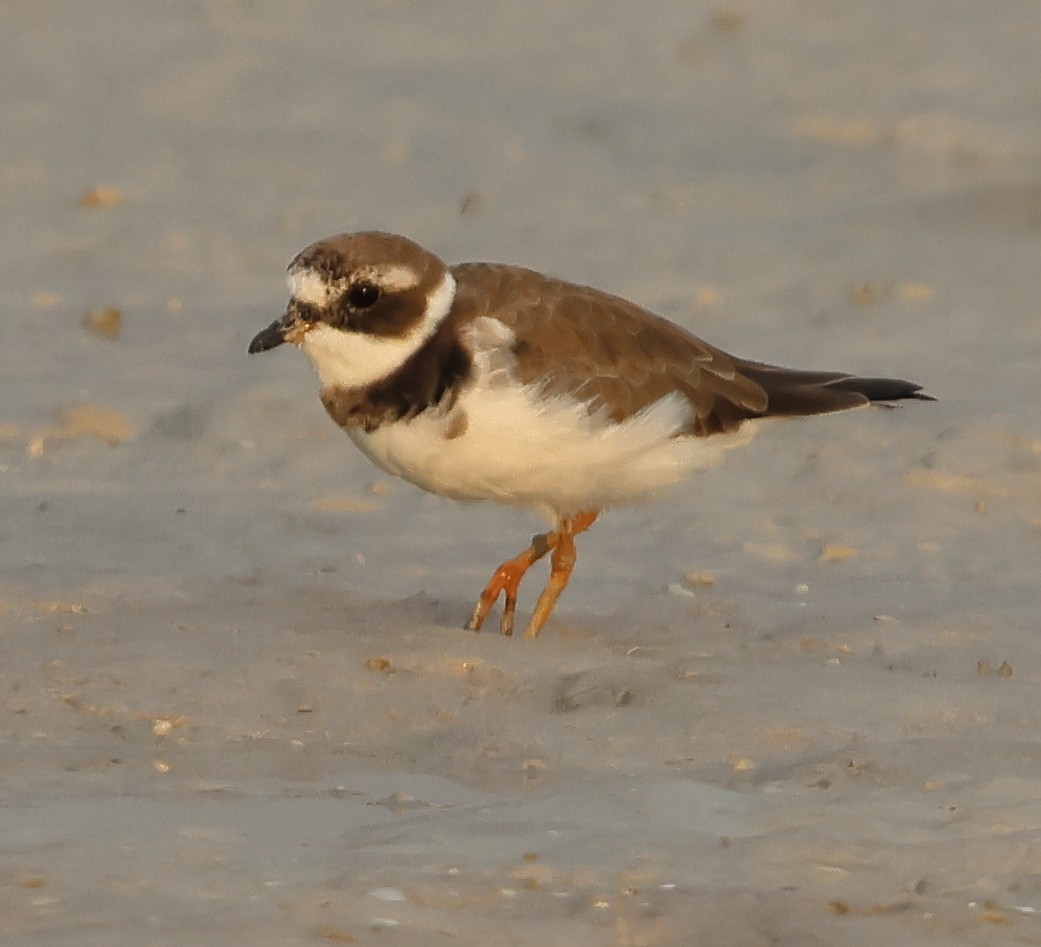 Common Ringed Plover - ML613340623