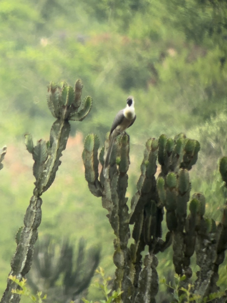 Bare-faced Go-away-bird (Black-faced) - ML613340661