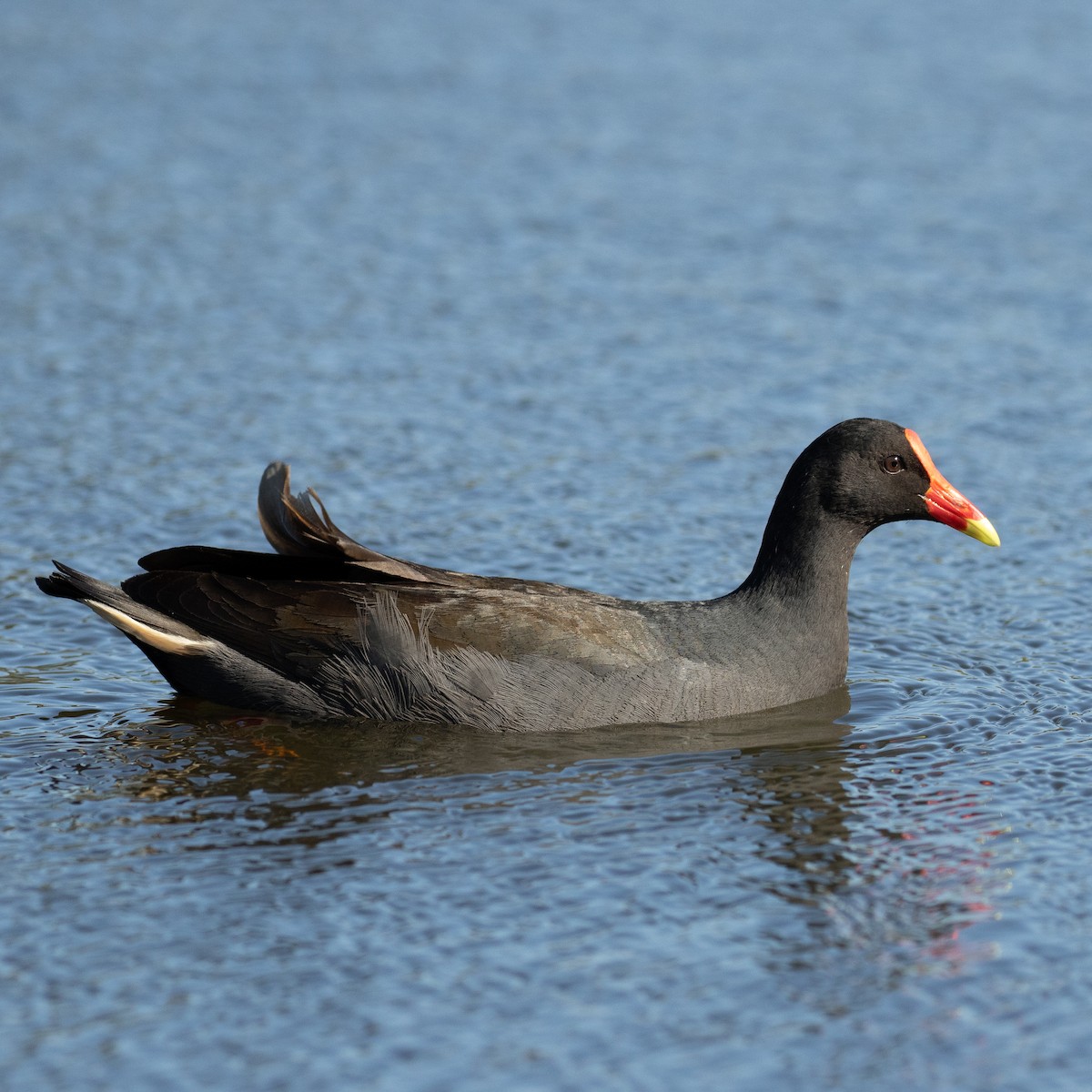 Dusky Moorhen - ML613340695