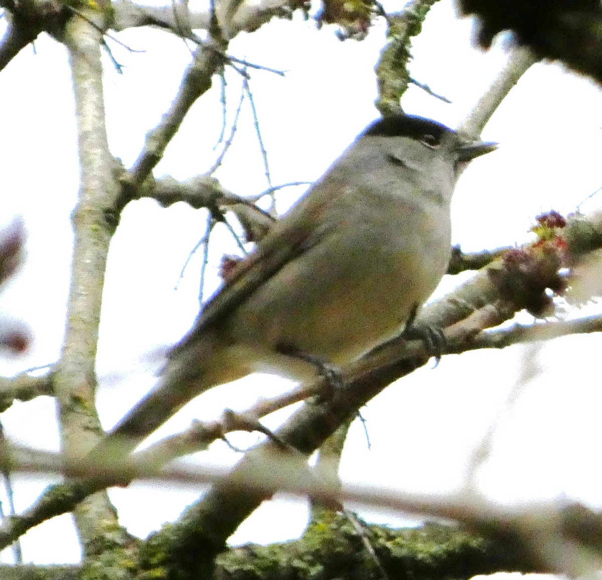 Eurasian Blackcap - ML613340733