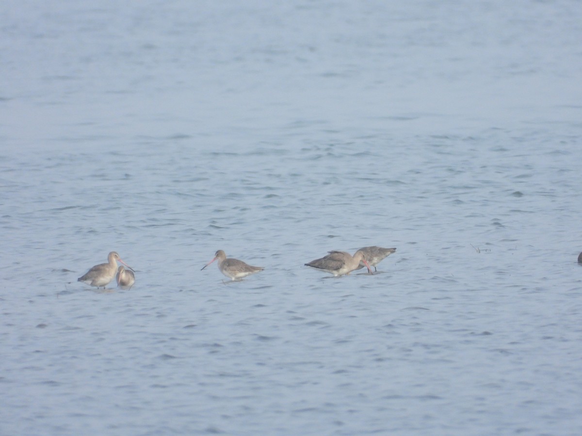 Black-tailed Godwit - ML613340862