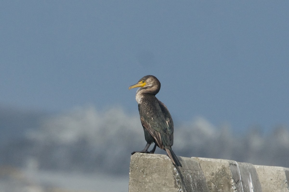 Cormoran de Temminck - ML613340881