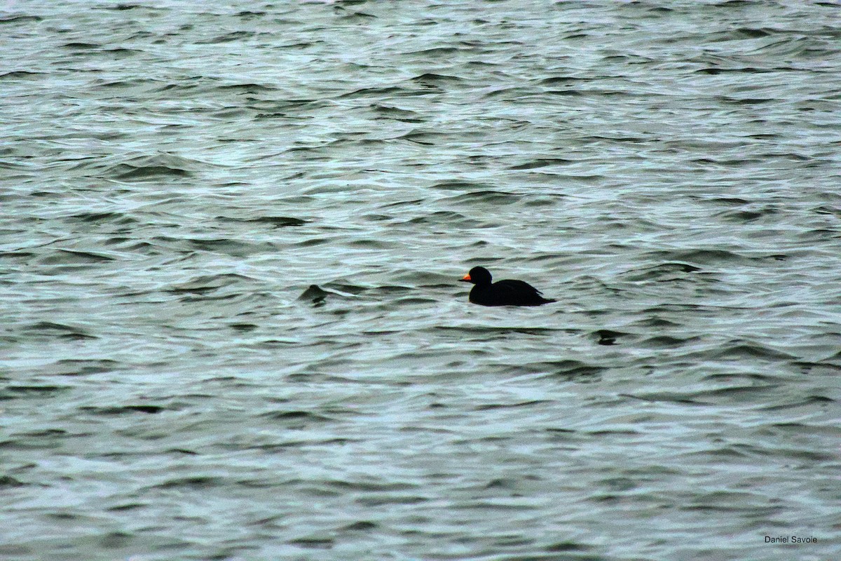 Black Scoter - ML613340910