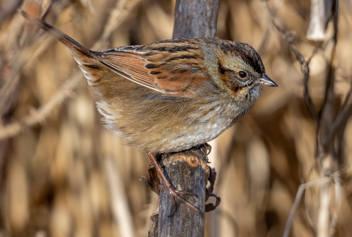 Swamp Sparrow - ML613340944