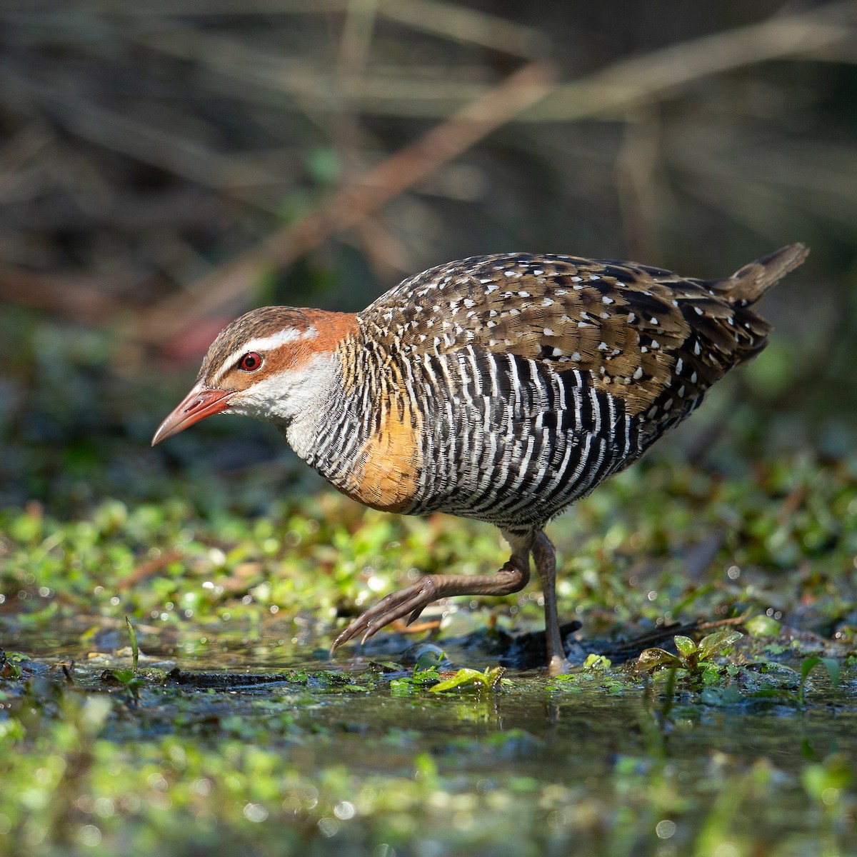 Buff-banded Rail - ML613340964