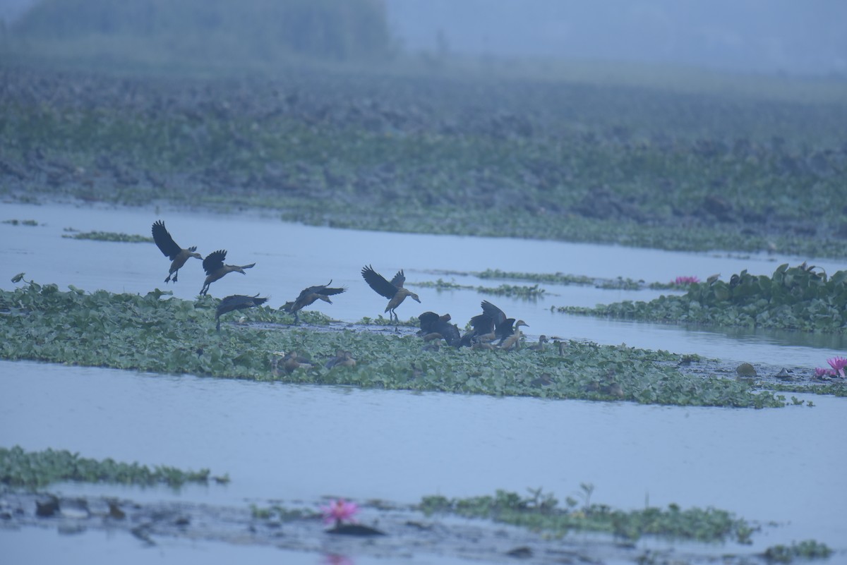 Lesser Whistling-Duck - ML613341000