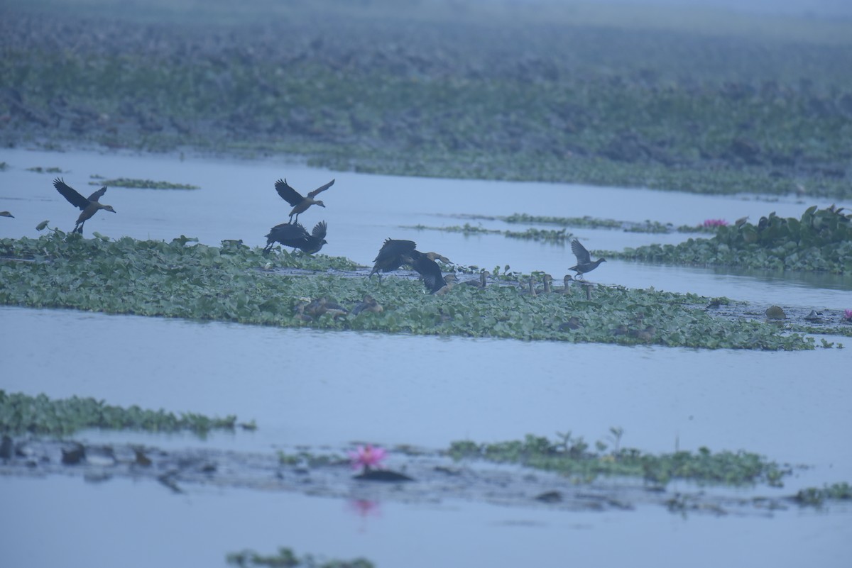 Lesser Whistling-Duck - ML613341001