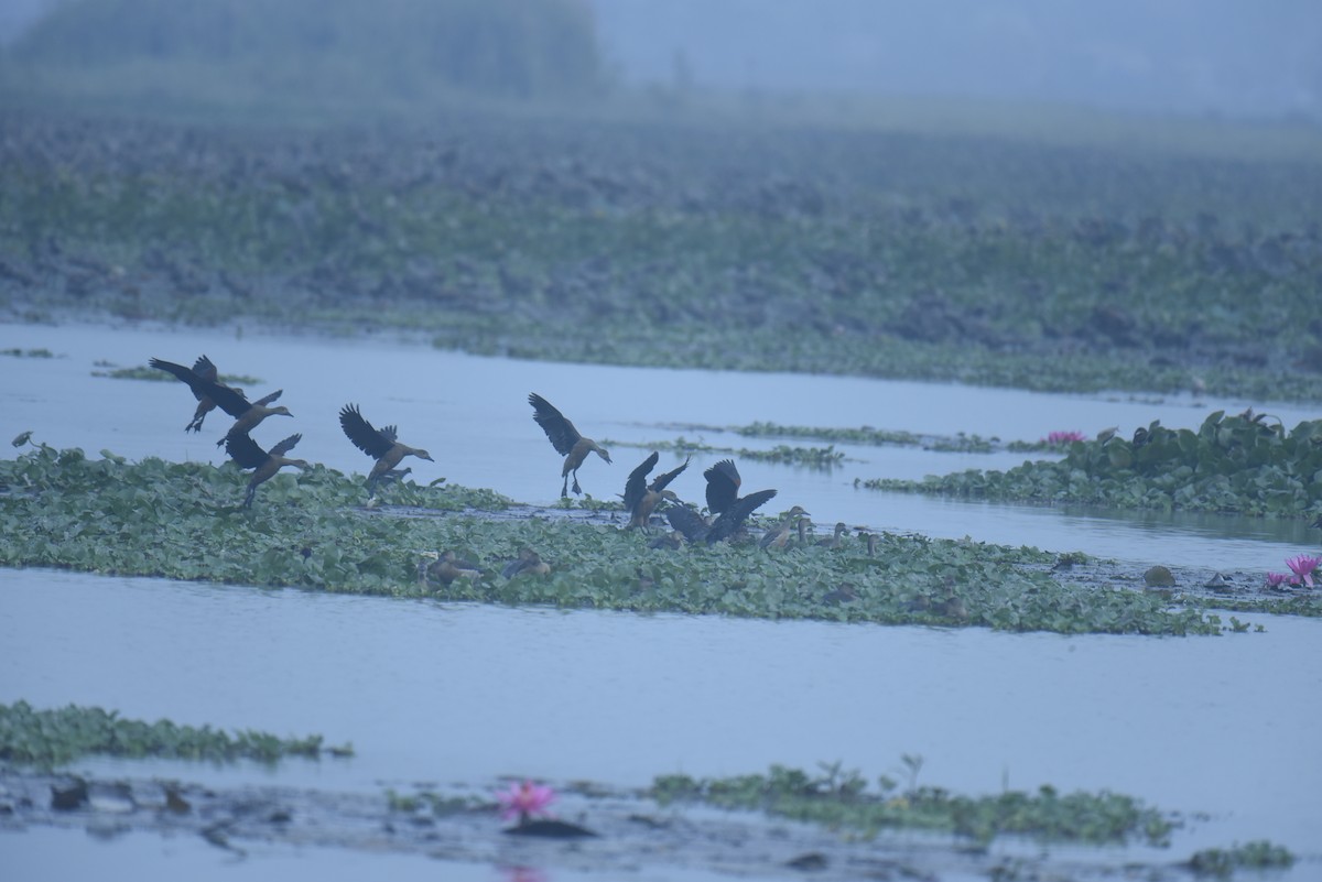 Lesser Whistling-Duck - ML613341002