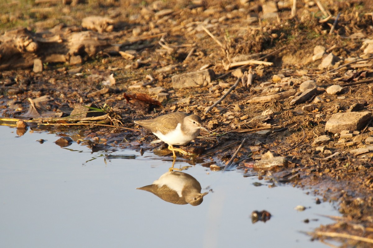 Common Sandpiper - ML613341004