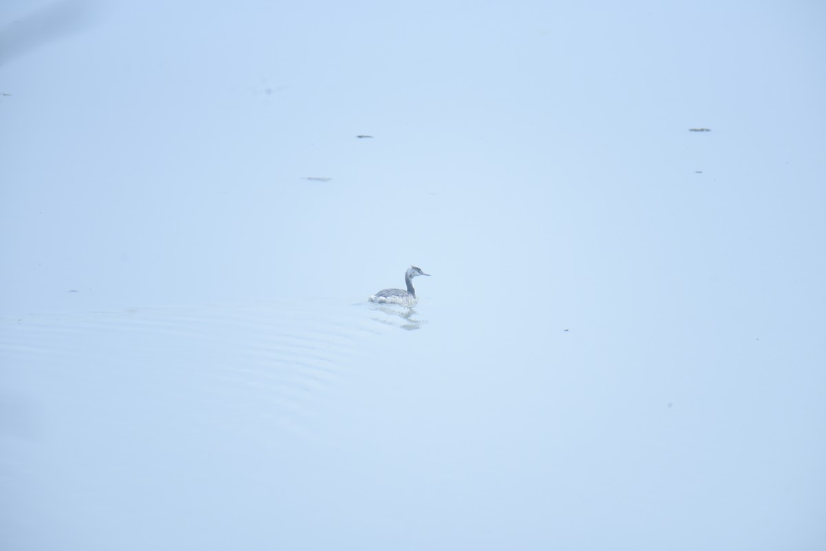 Great Crested Grebe - ML613341042
