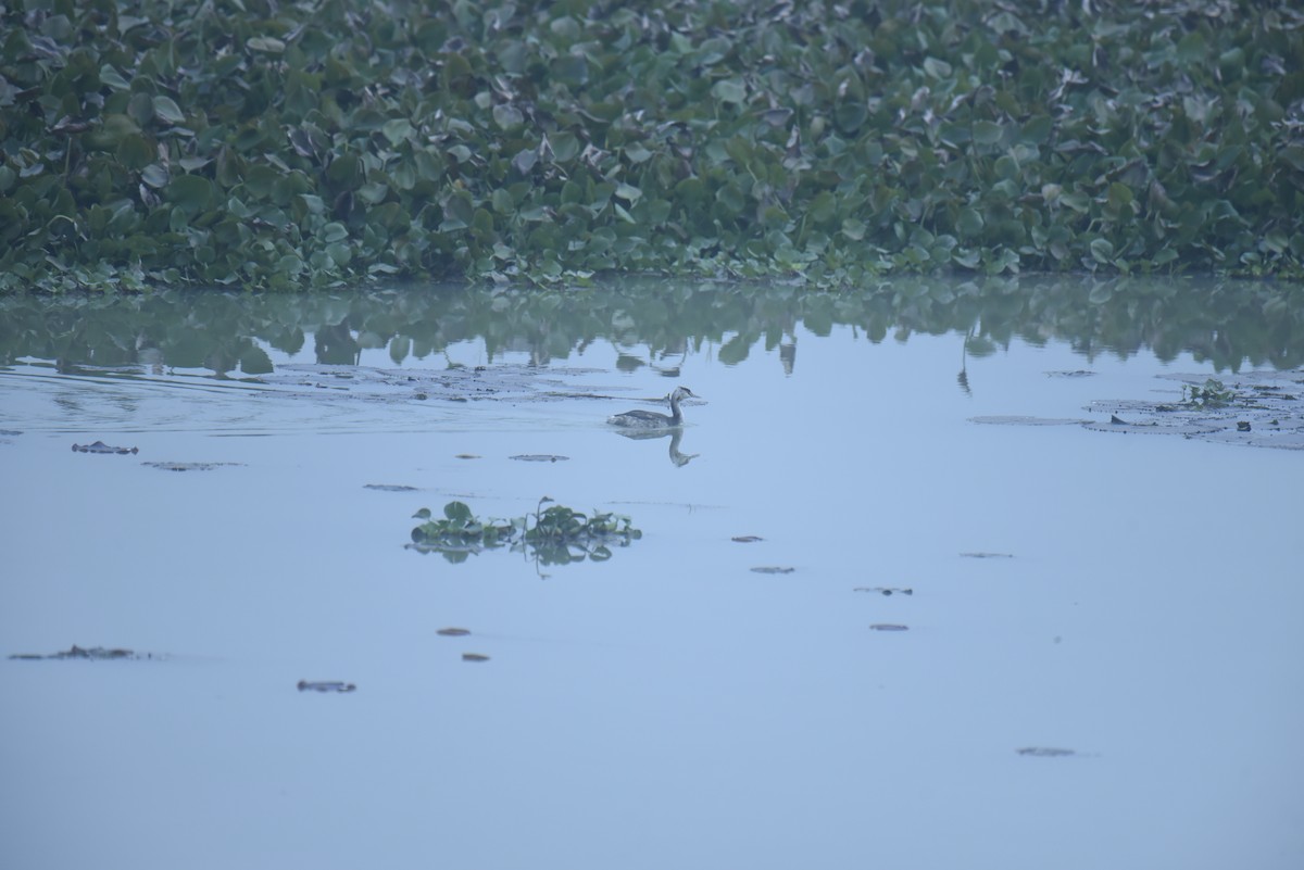 Great Crested Grebe - ML613341043