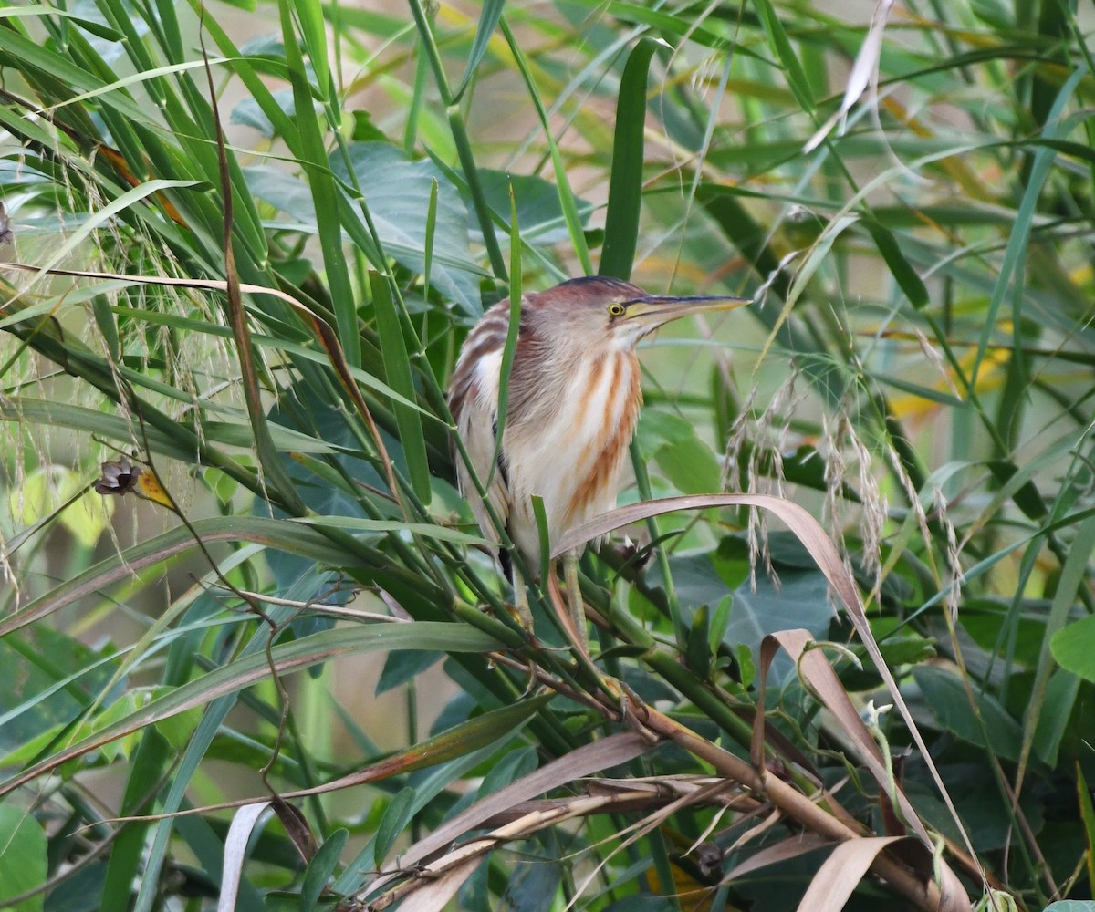 Yellow Bittern - ML613341044