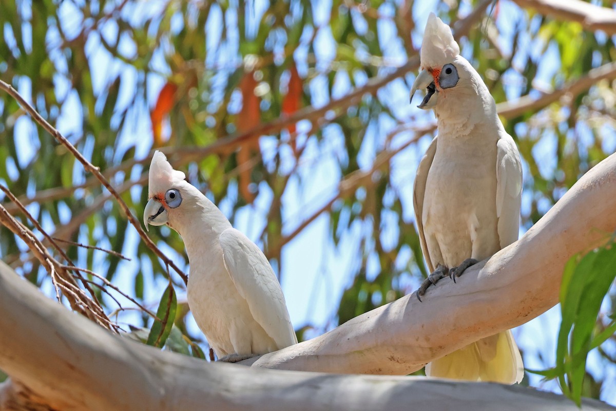 Western Corella - Trevor Hardaker