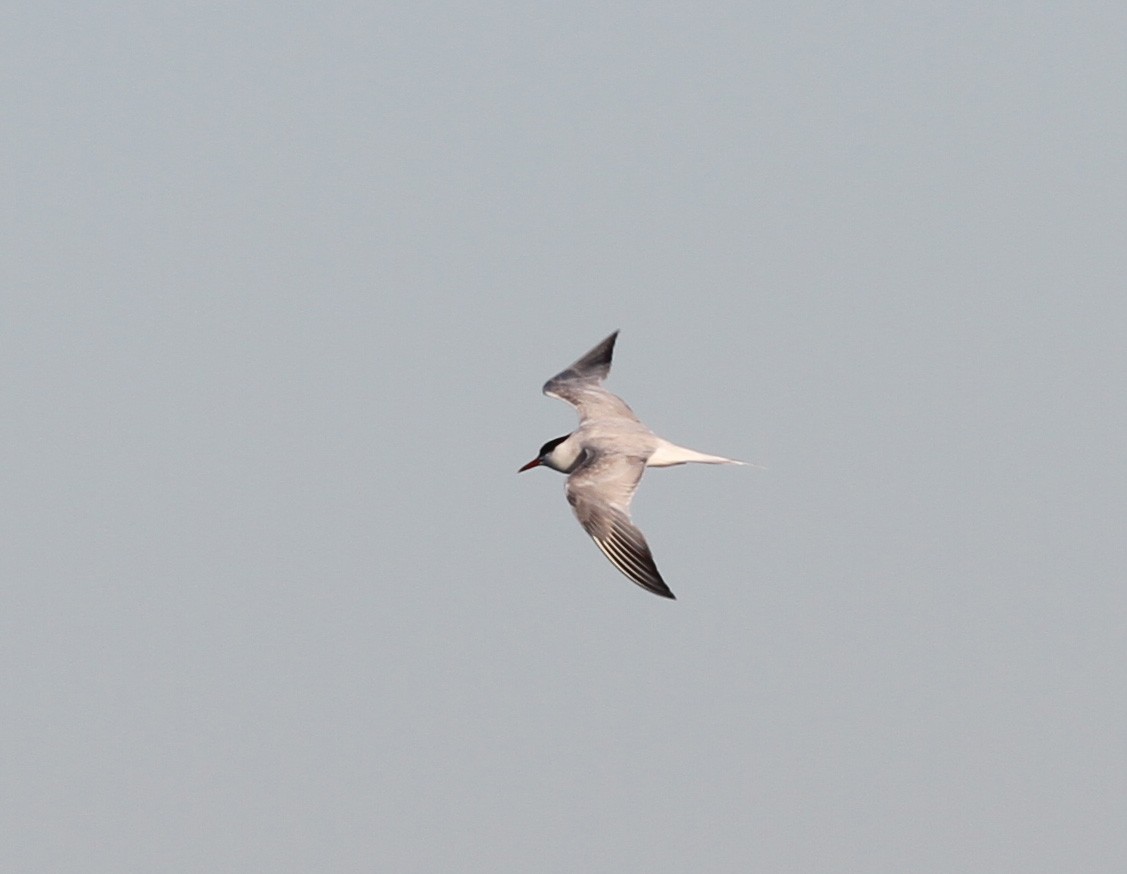 Common Tern - ML613341217