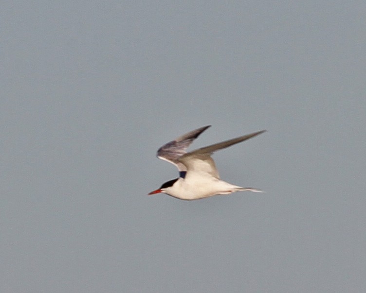 Common Tern - ML613341218