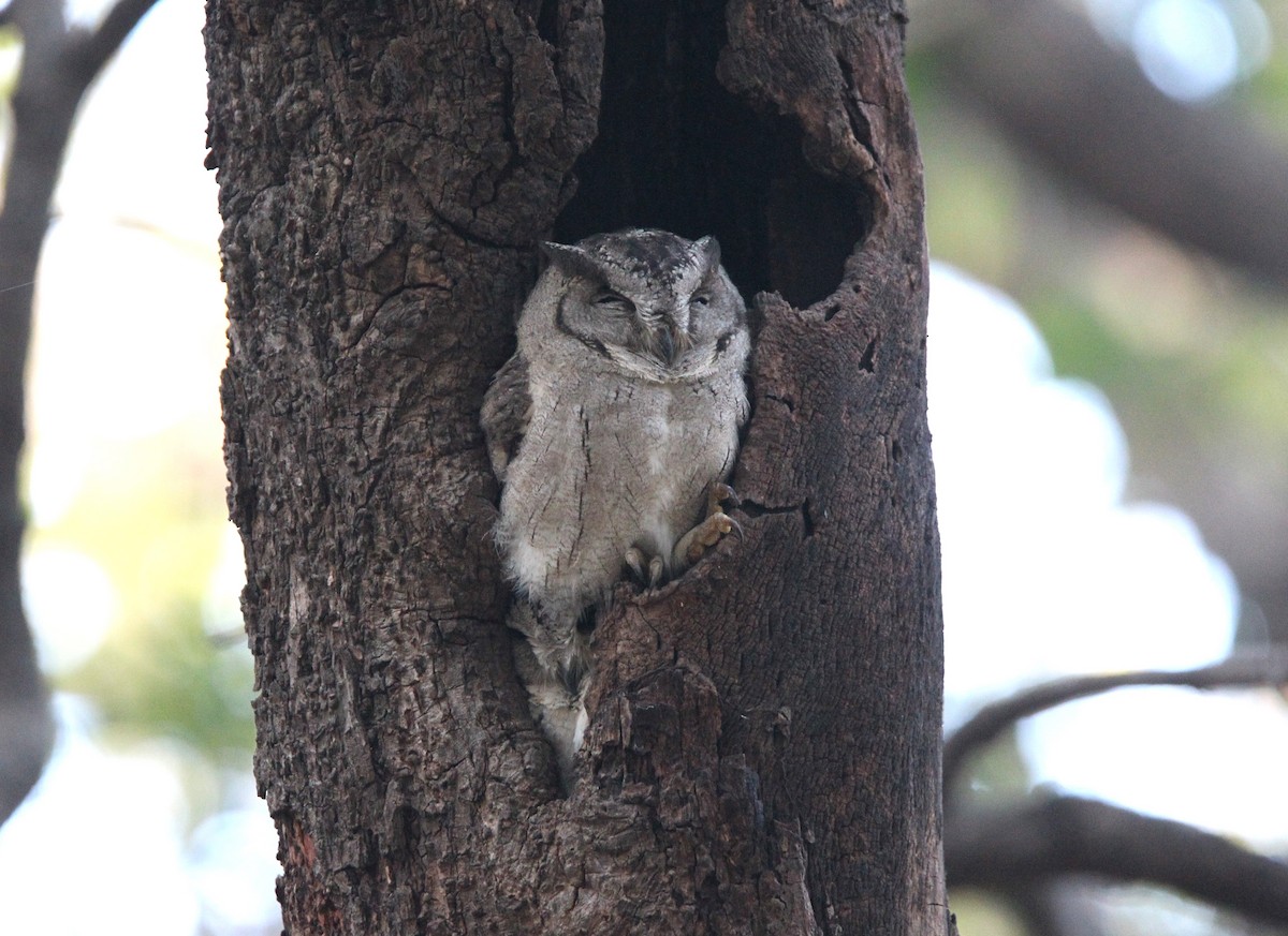 Indian Scops-Owl - Praveen H N