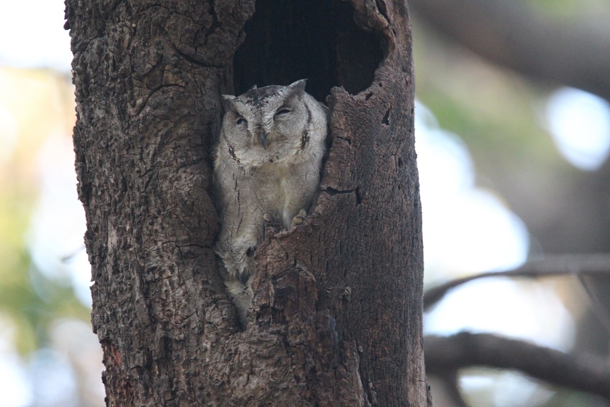 Indian Scops-Owl - ML613341285