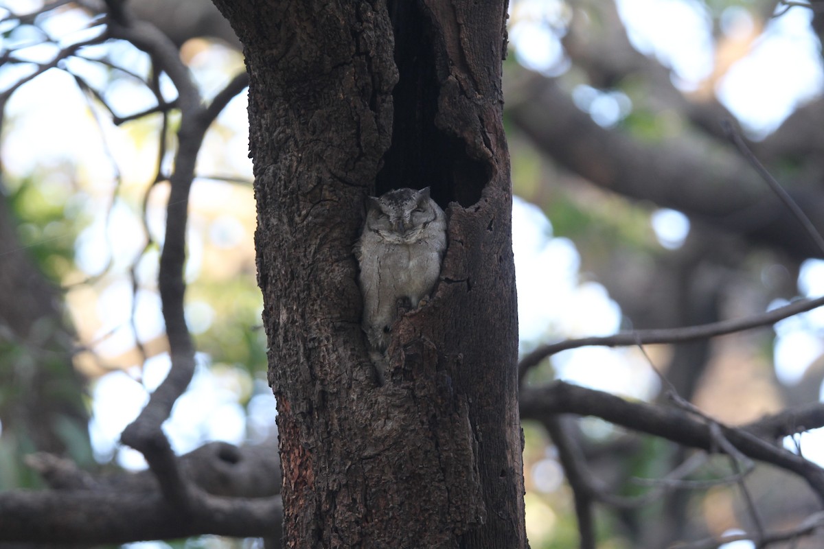 Indian Scops-Owl - Praveen H N