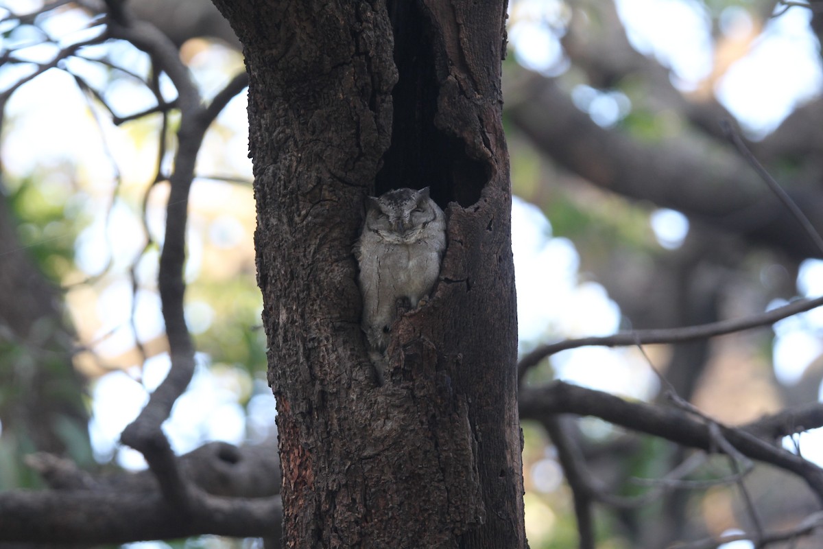 Indian Scops-Owl - ML613341286