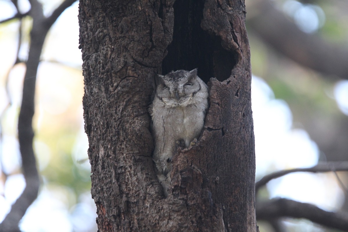 Indian Scops-Owl - ML613341287