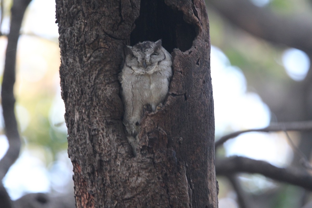 Indian Scops-Owl - ML613341288