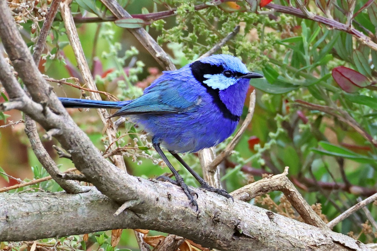 Splendid Fairywren - ML613341320