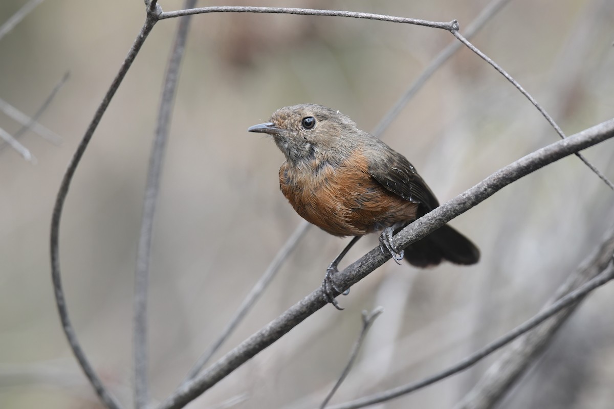 Rockwarbler - Nathan  Ruser