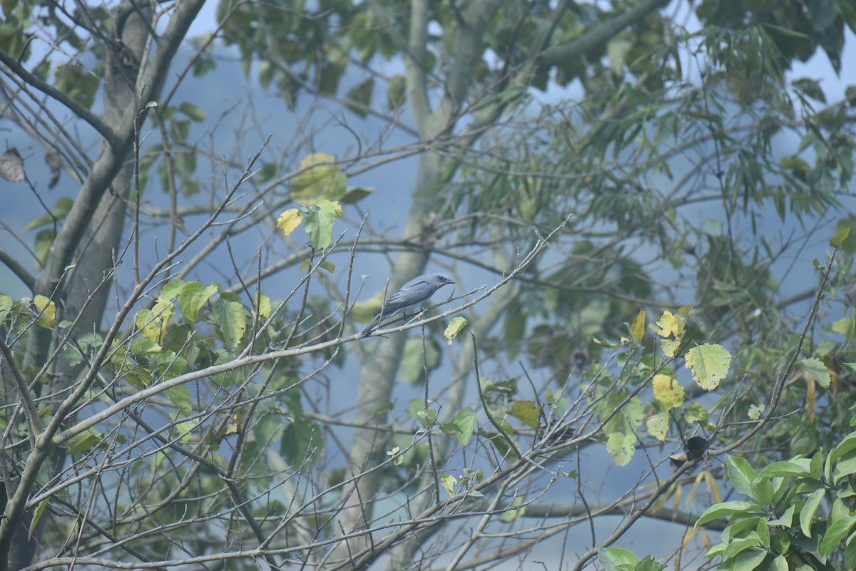 Oriental Cuckooshrike - ML613341615
