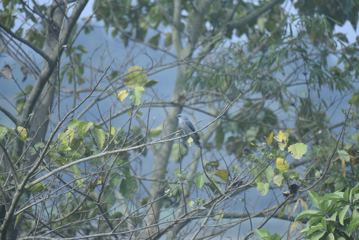 Oriental Cuckooshrike - ML613341616