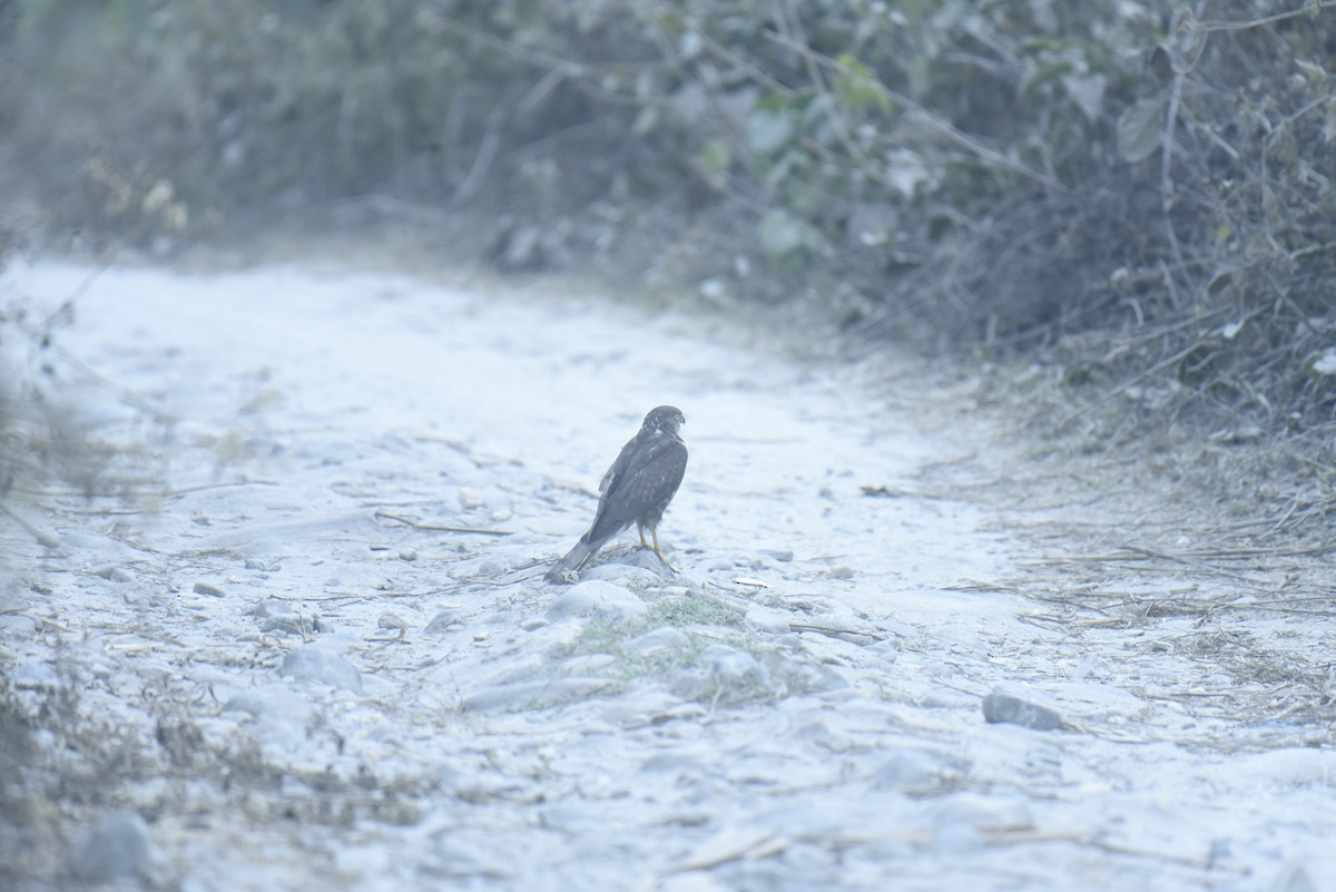 Eurasian Sparrowhawk - ML613341721