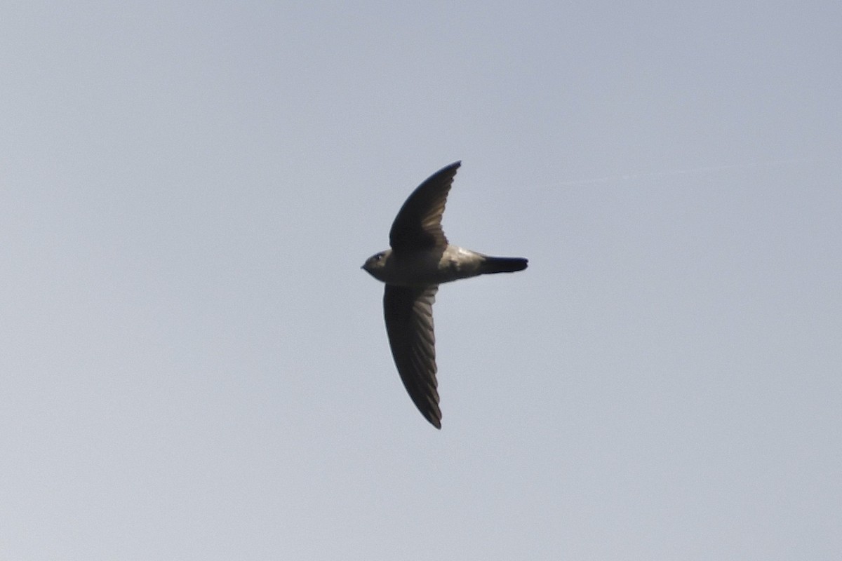 Himalayan Swiftlet - ML613341723