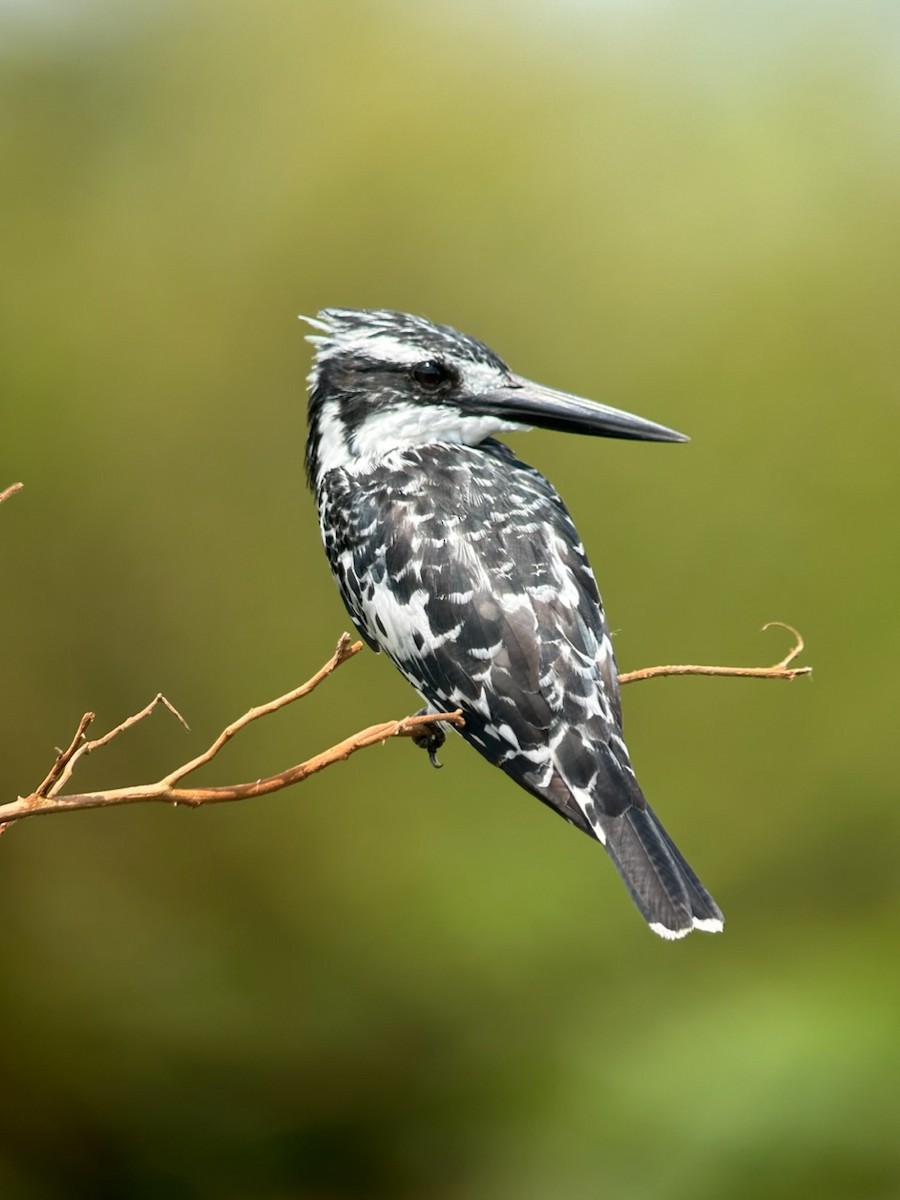 Pied Kingfisher - ML613341747