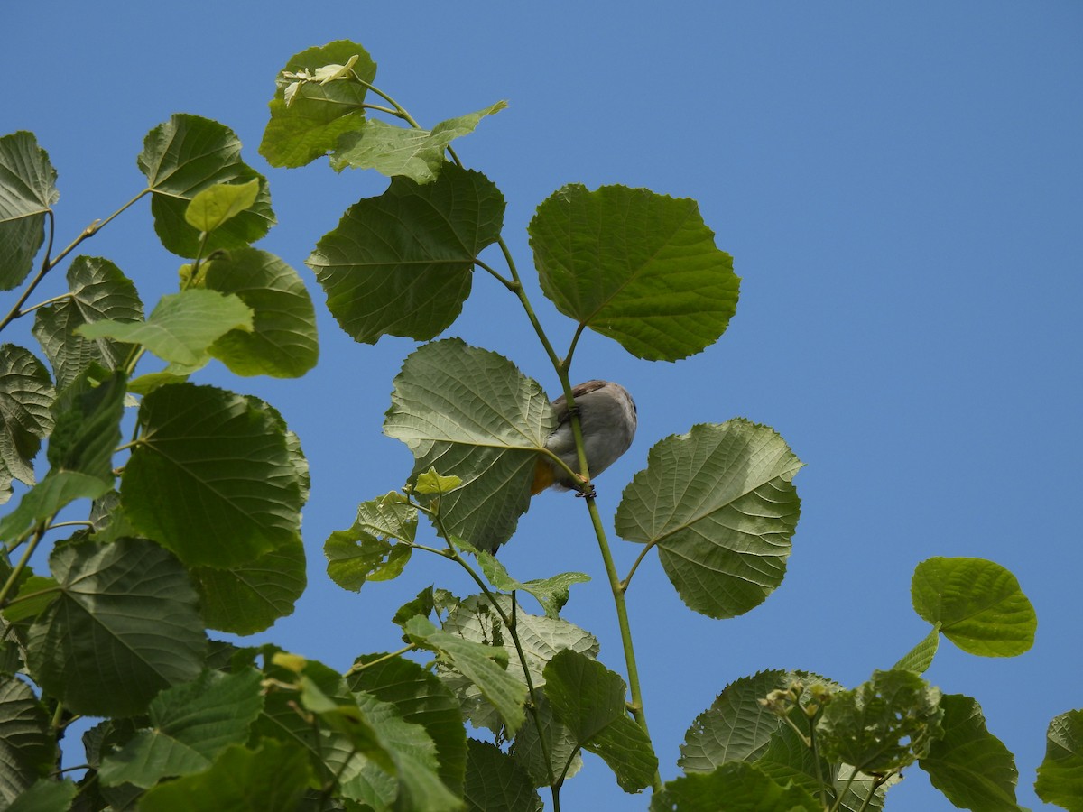 bulbul bělouchý - ML613341750