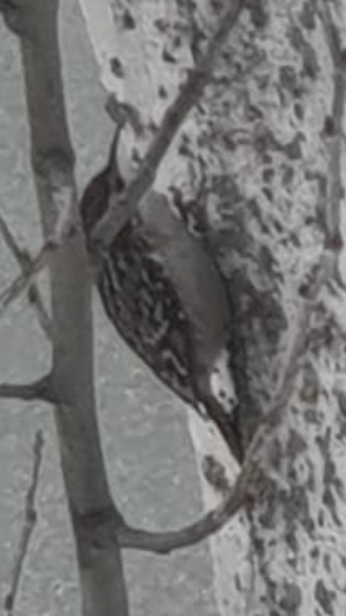 Short-toed Treecreeper - Rocío GO VI