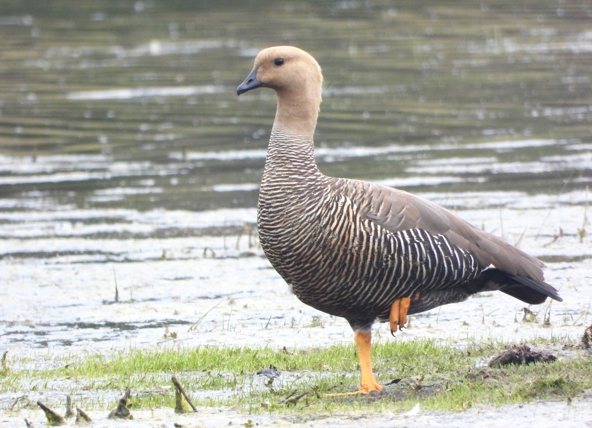 Upland Goose - ML613341866