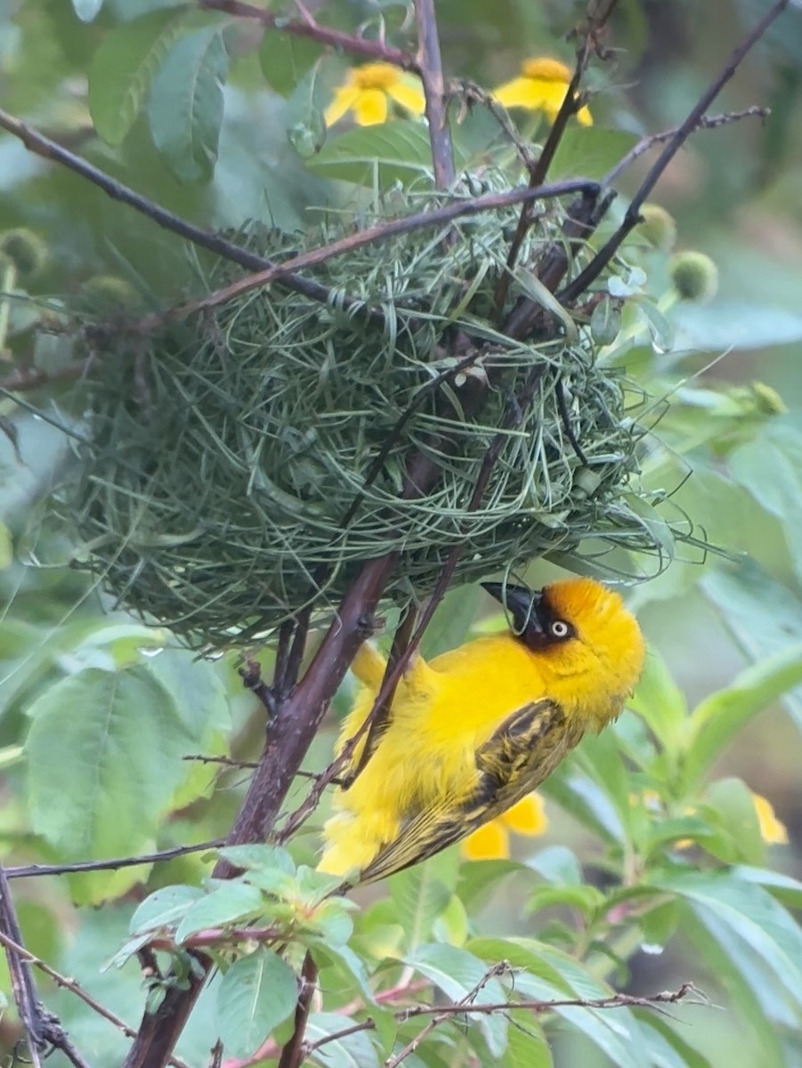 Northern Brown-throated Weaver - ML613341871