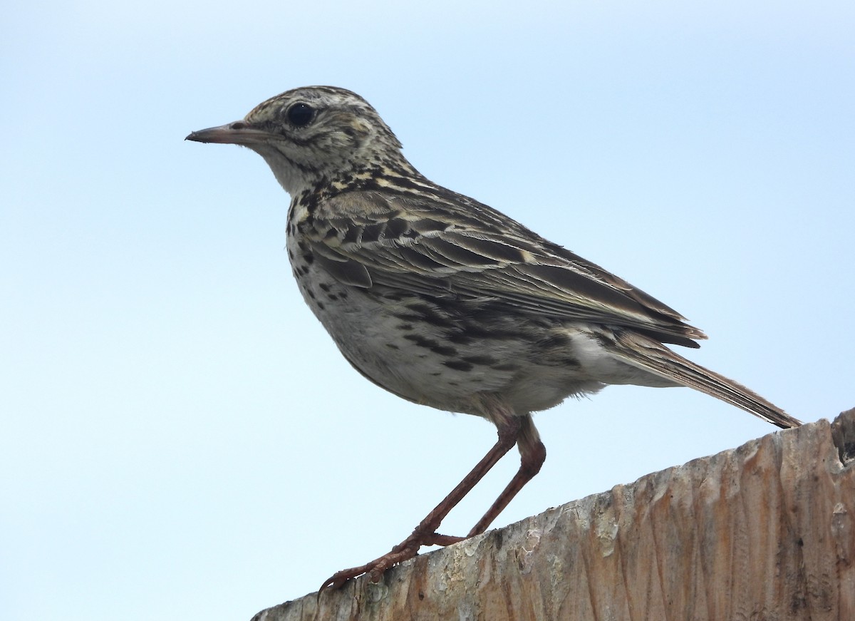 Correndera Pipit - ML613341925