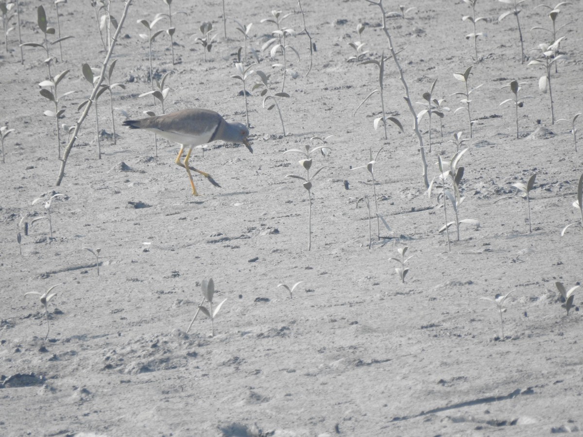 Gray-headed Lapwing - ML613341987