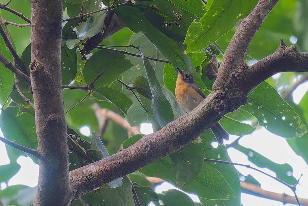 Javan Blue Flycatcher - ML613341994