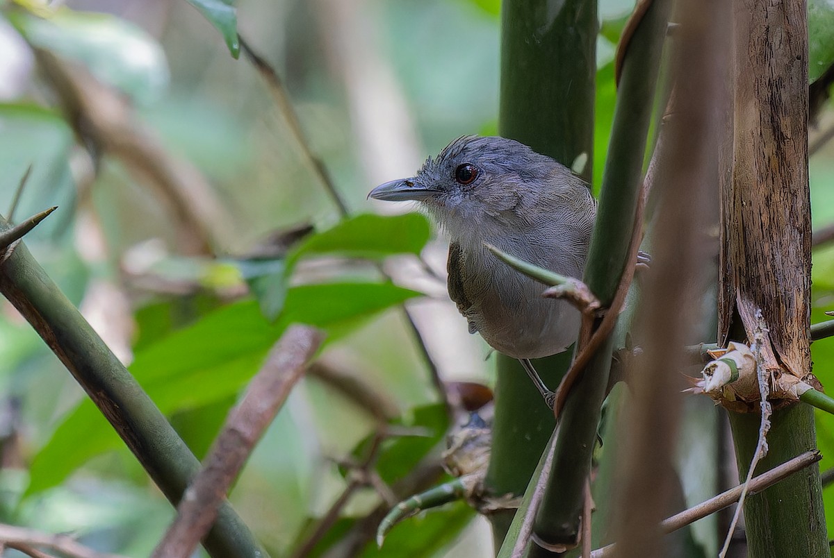 Horsfield's Babbler (Horsfield's) - ML613341998