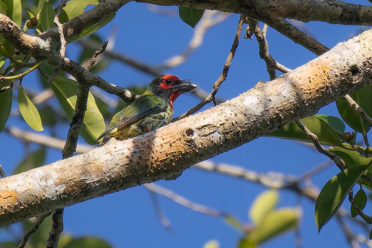 Coppersmith Barbet - ML613342030