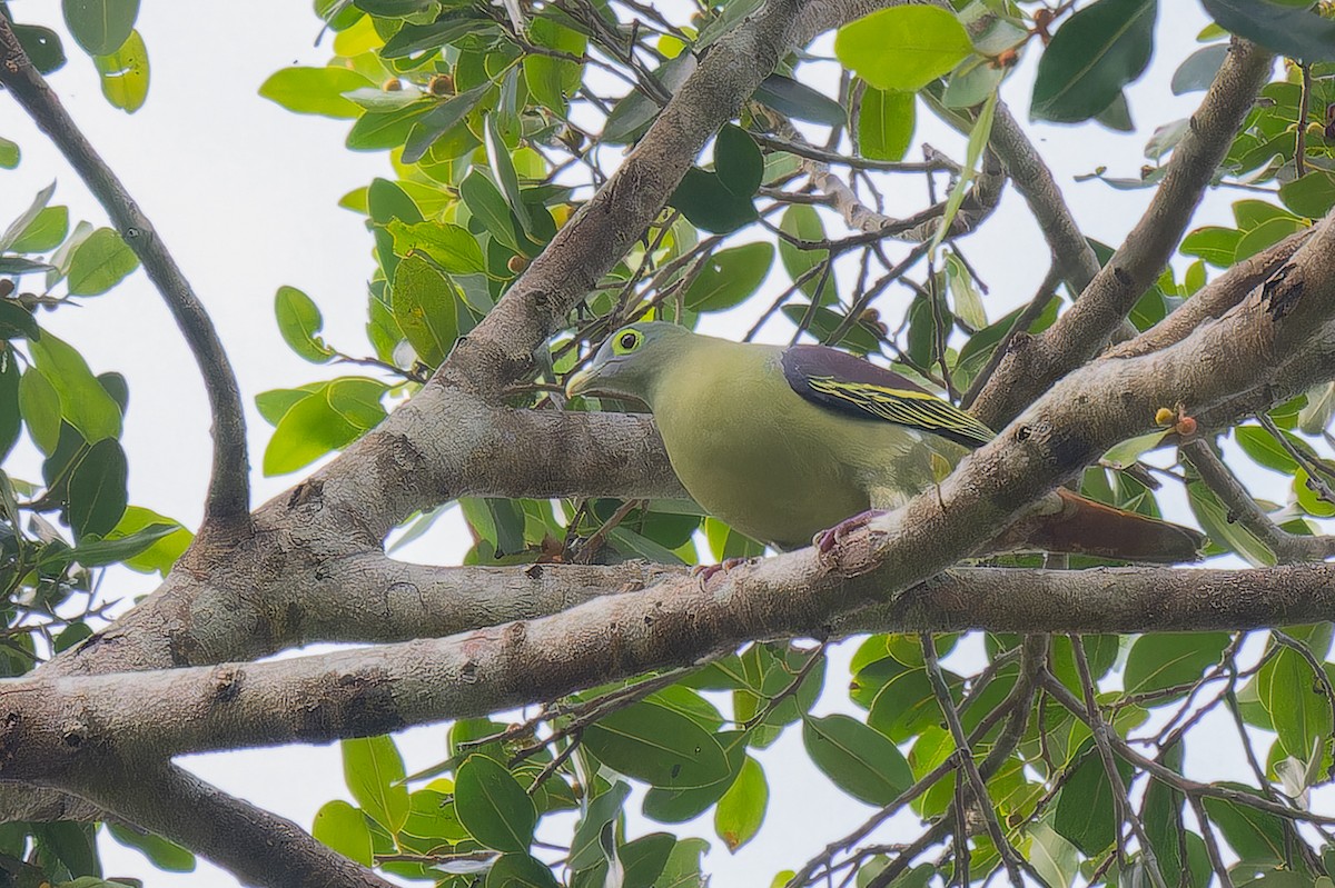 Gray-cheeked Green-Pigeon - ML613342057