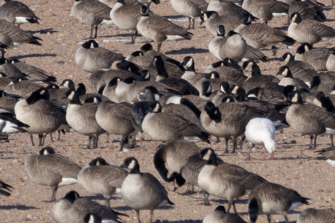 Snow Goose - ML613342073