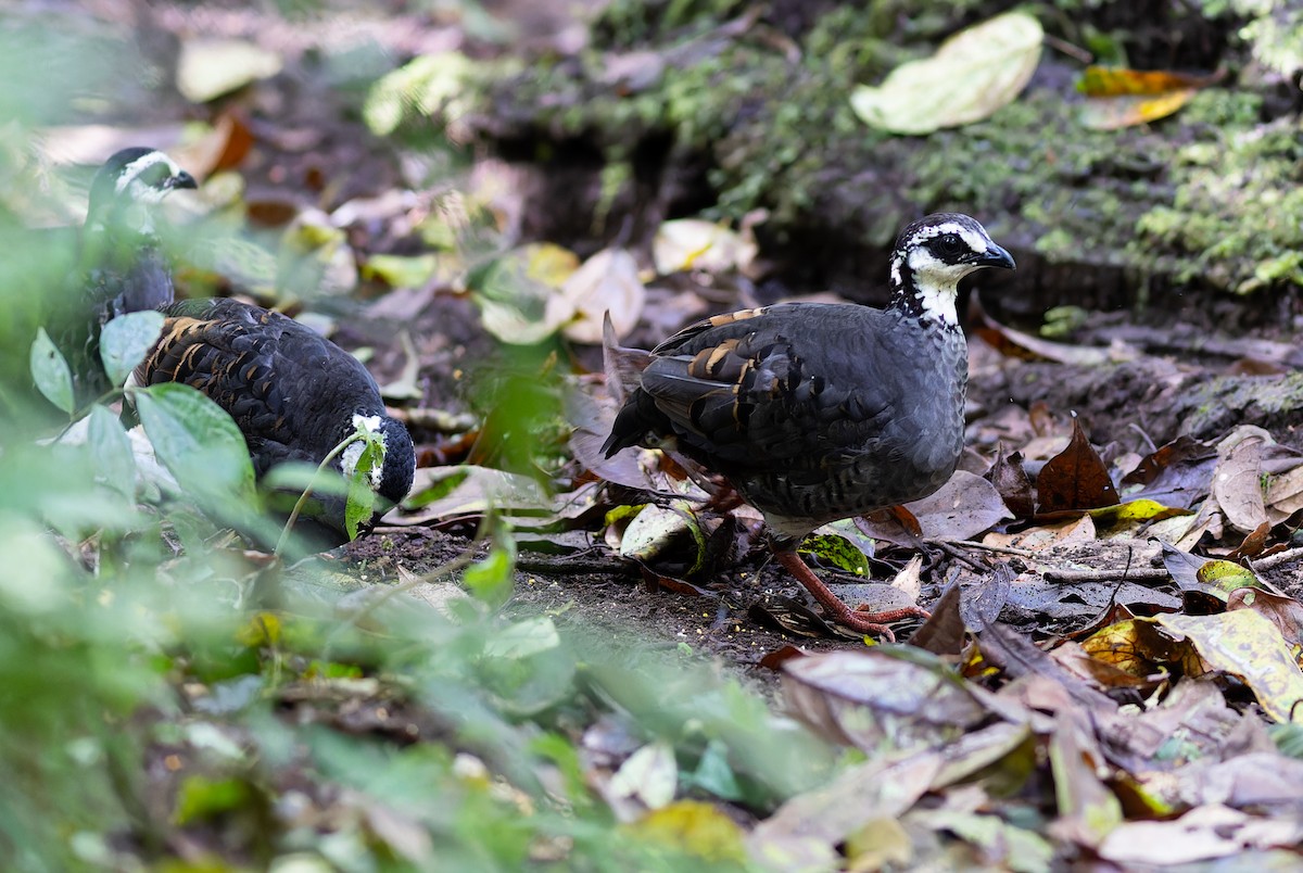 Gray-breasted Partridge - Jakapat Vanichanan