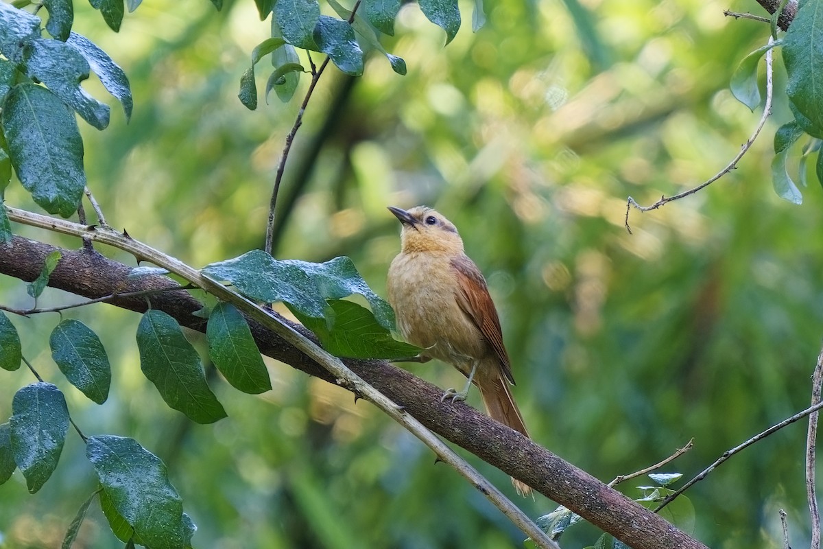 Buff-fronted Foliage-gleaner - ML613342097