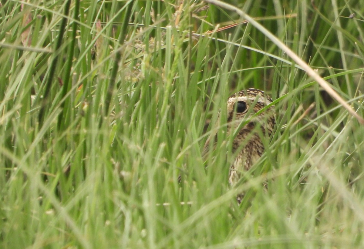 Magellanic Snipe - ML613342110
