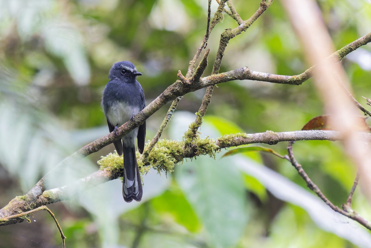 White-bellied Fantail - Jakapat Vanichanan