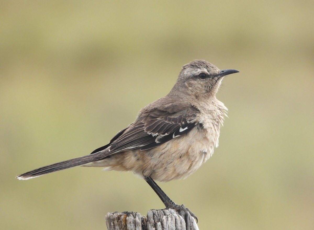 Patagonian Mockingbird - ML613342117