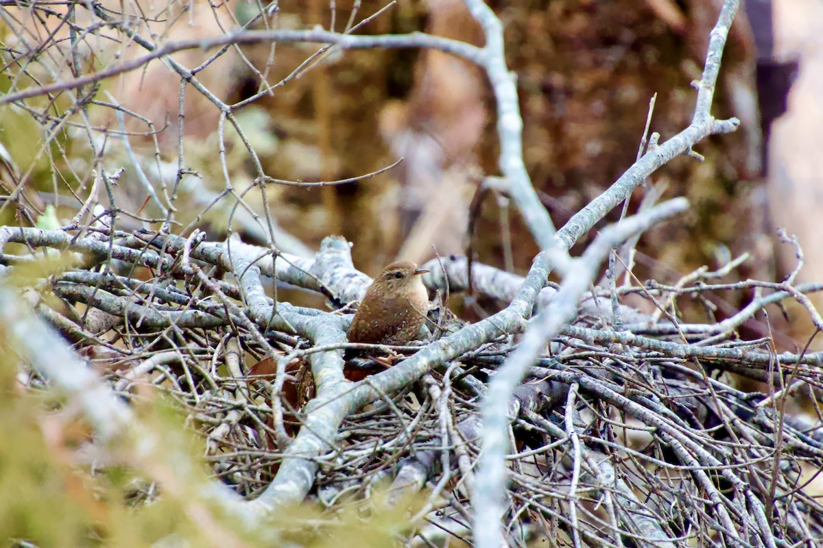 Winter Wren - ML613342172