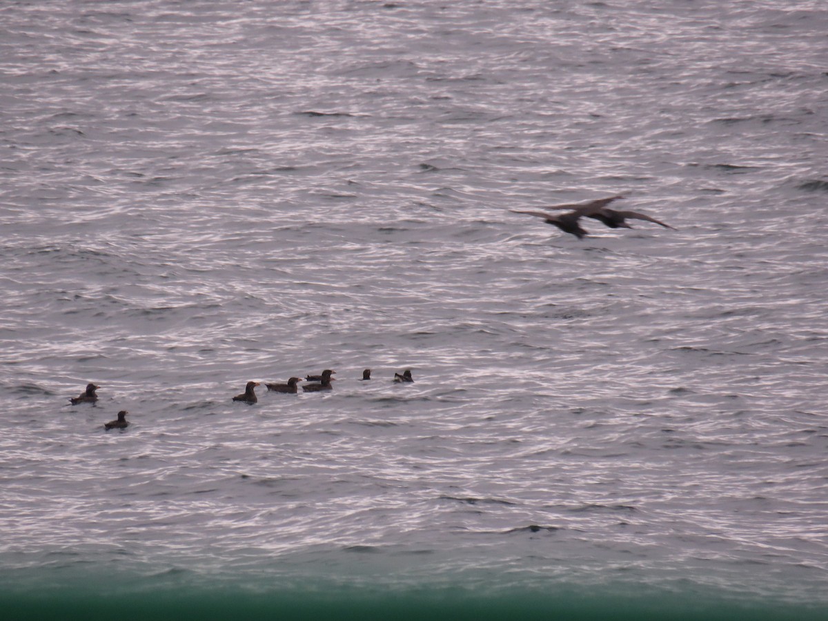 Rhinoceros Auklet - ML613342184